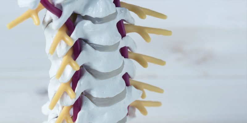 Medical sculpture of the neck bone structure