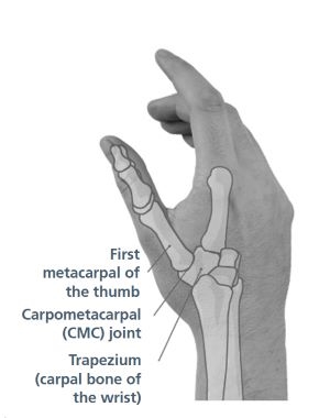 Diagram of the hand showing where the trapezium is located