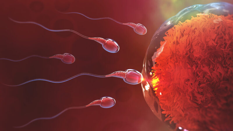 Sperm and egg cell. Natural fertilization. 3d illustration on red background